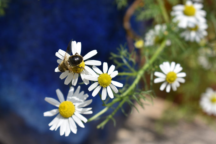 Chamomile Can Help Age Spots