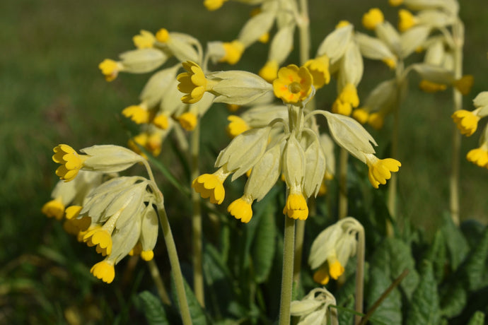 2021 - A GREAT YEAR FOR COWSLIPS