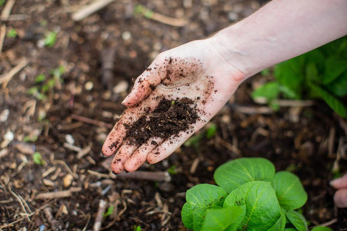 Gardeners' Hands