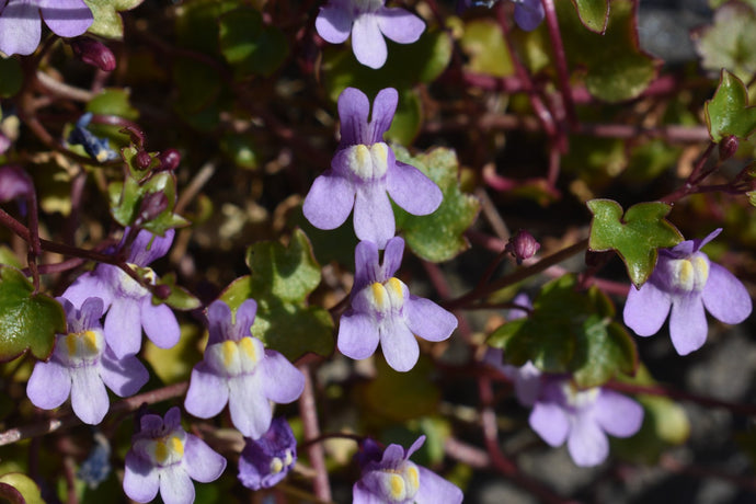 Ivy-leaved Toadflax