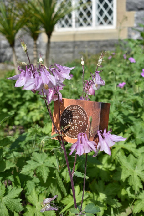 Shampoo Bars that Don't Grow on Trees!