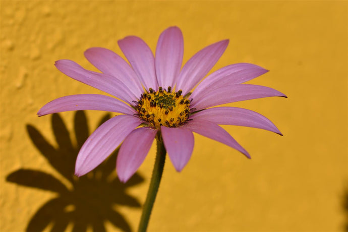 The Flowers around our House in May